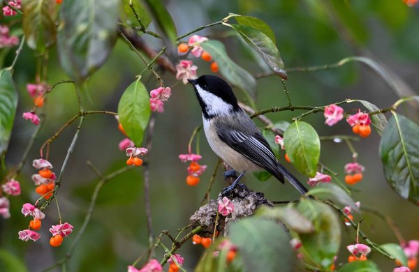Quels sont les enjeux de la mise en place d'un système de gestion environnementale dans les PME industrielles ?